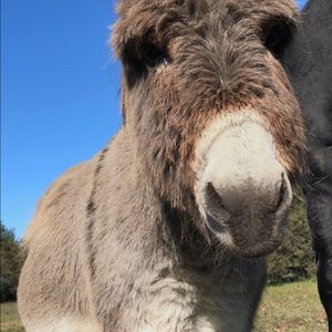 Meet your Posher, Curtis